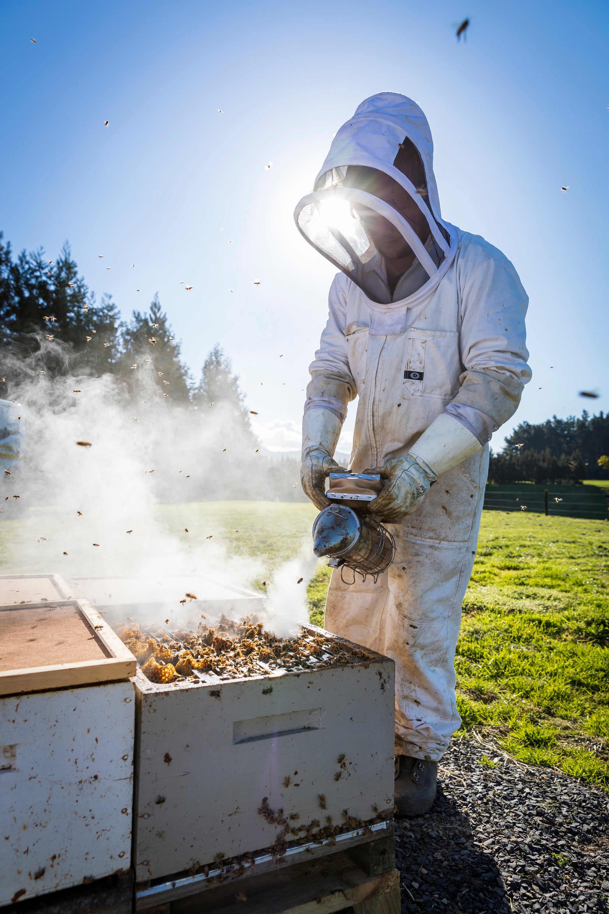 A bee-autiful blend of kiwifruit and honey