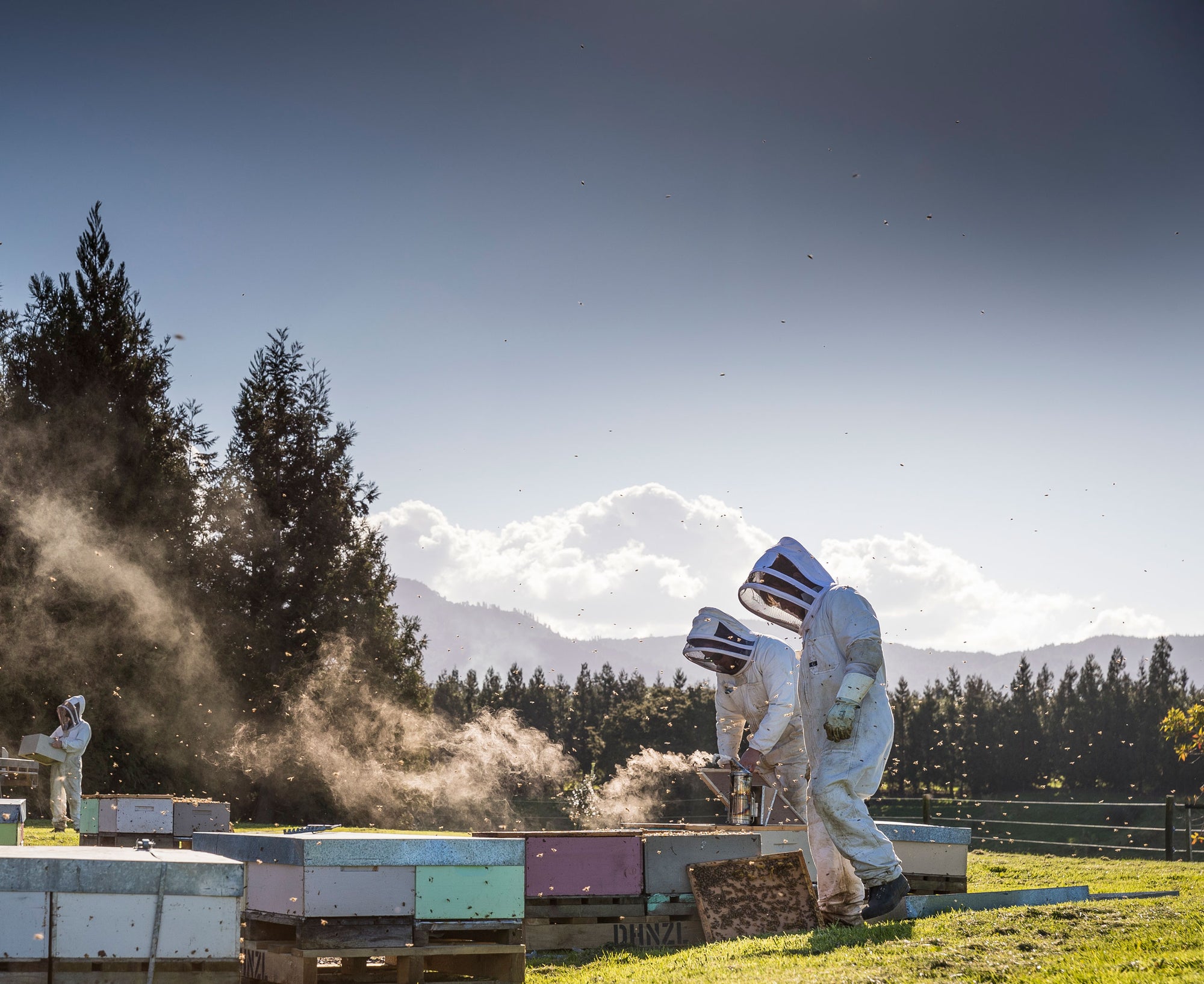 Beekeeping-sustainability.jpg__PID:6c3d61c3-9d6d-4ce3-b96b-39c48e1205d3