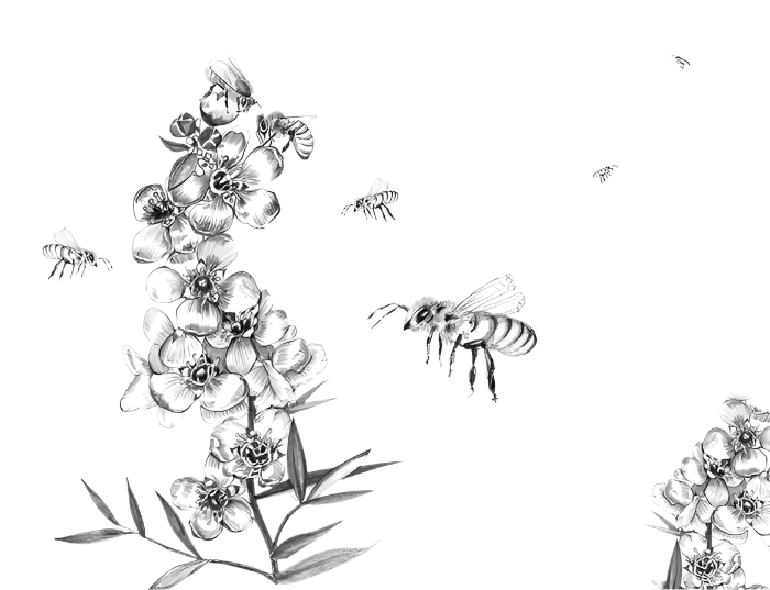 Manuka Blossom being pollinated