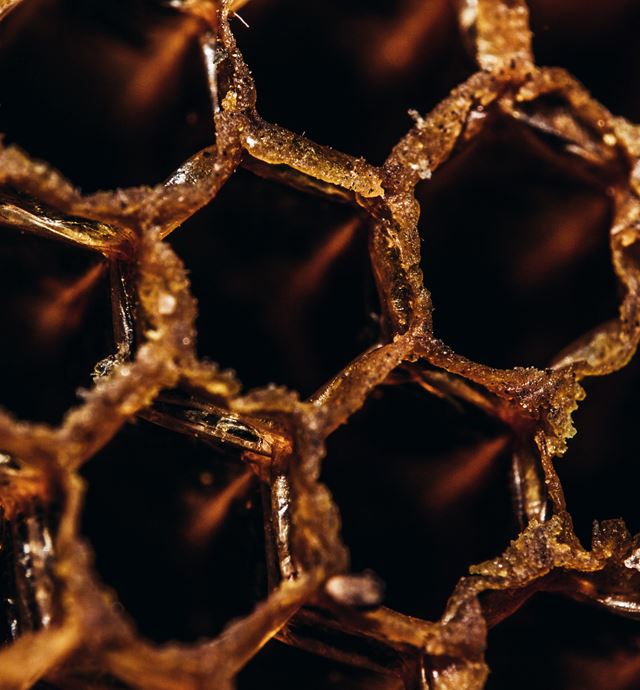 A magnified view of manuka New Zealand honey comb