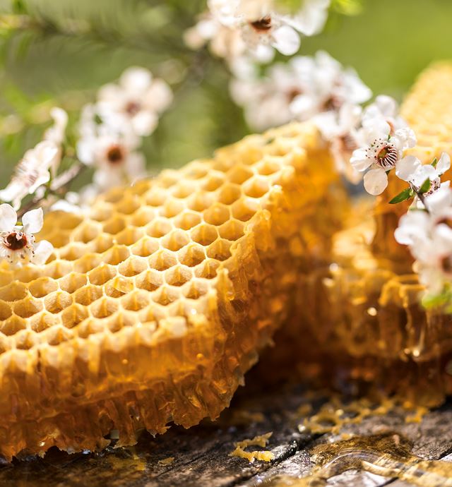Honey comb up close with manuka flowers