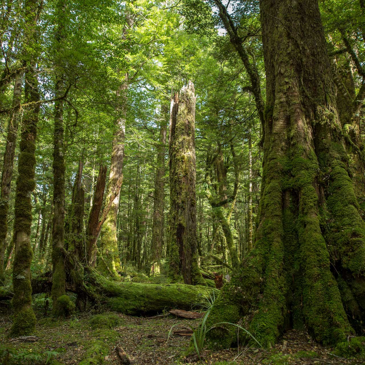 New Zealand Native forest-undergrowth