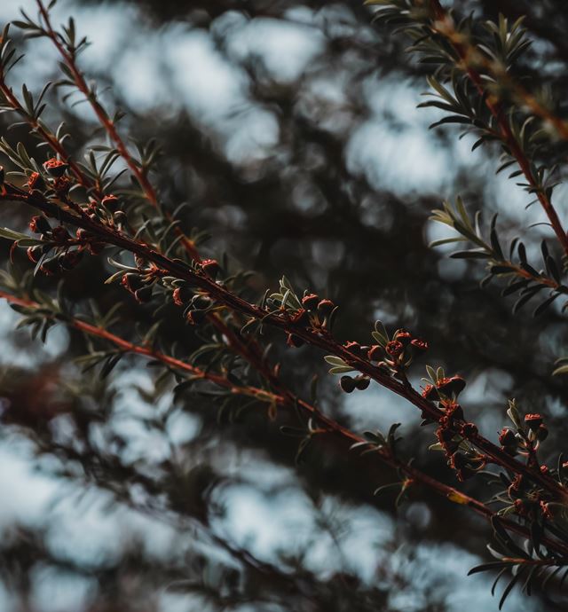Close up of manuka bush with blue sky in background and a soft focus