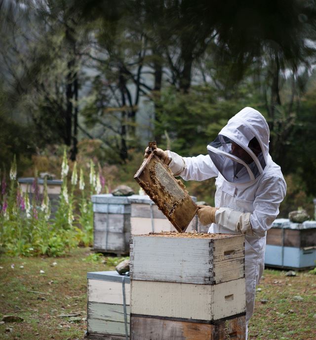 BeeNZ Beekeeper lifting honey trays from the hive to extract honey and check hive health