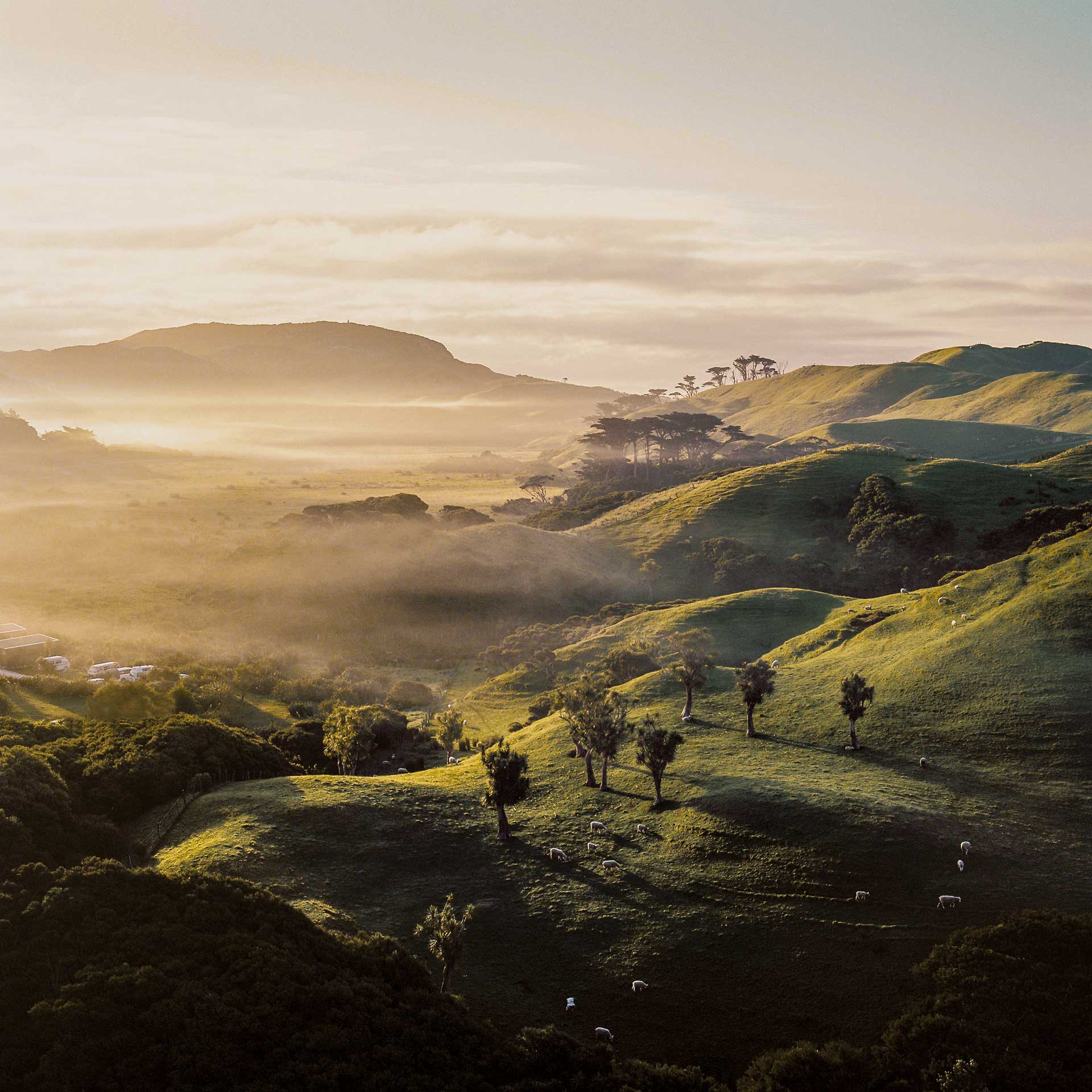 Hilly New Zealand Landscape and Kaimai Range landscape with native bush and a few lambs and sheep at sunset.